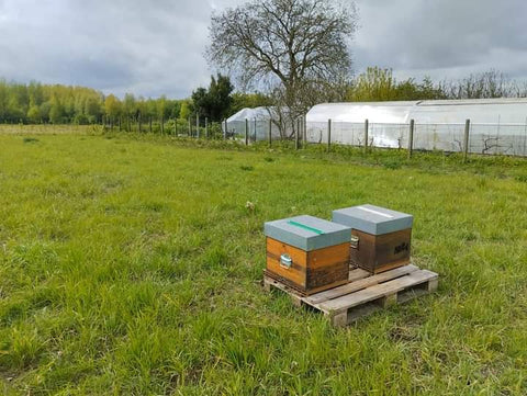 Dégustez la douceur de la nature : Notre miel unique pour une bière d’exception